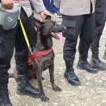 Anjing Pelacak Asal Belanda Diterjunkan di Bulusaraung, Harapan Baru Pencarian Korban Pesawat ATR 42-500