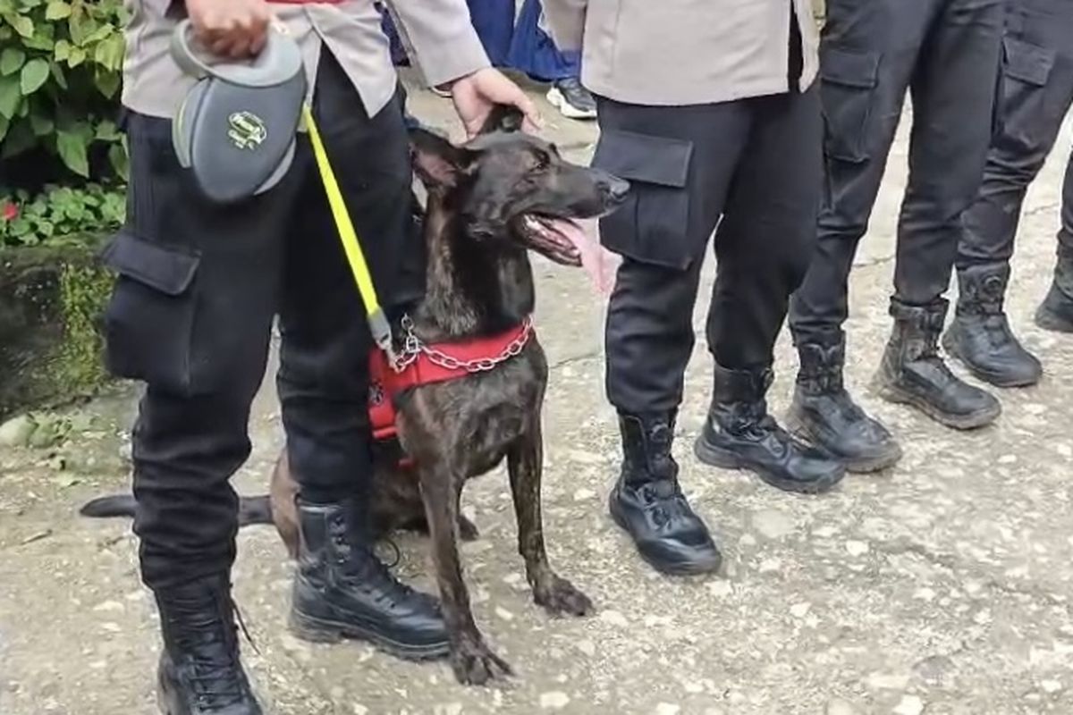 Anjing Pelacak Asal Belanda Diterjunkan di Bulusaraung, Harapan Baru Pencarian Korban Pesawat ATR 42-500