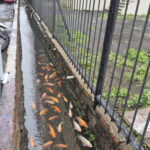 Warga Koja Sulap Selokan Jadi Kolam Ikan, Impikan Lingkungan Seperti Jepang