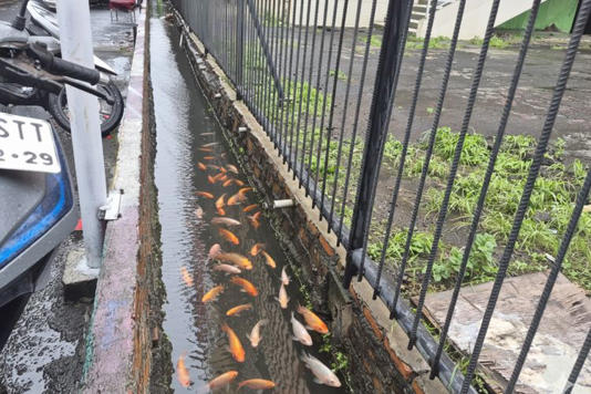Warga Koja Sulap Selokan Jadi Kolam Ikan, Impikan Lingkungan Seperti Jepang