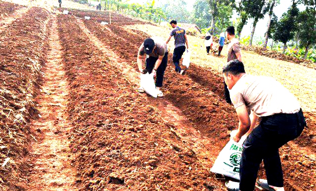 Polda Jabar Tanam Jagung 750 Hektare Dukung Ketahanan Pangan Nasional